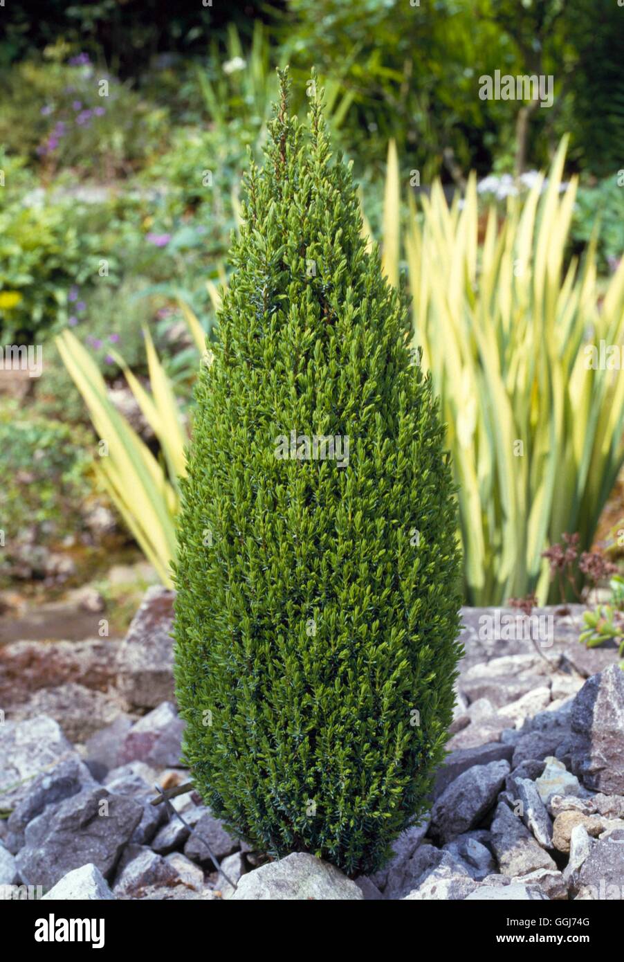 Juniperus communis - `Compressa'   CON008792 Stock Photo